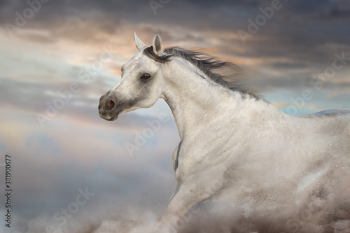 Grey arabian horse run free on desert dust