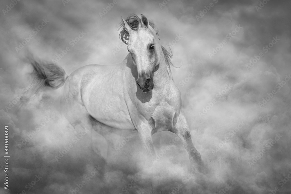 Fototapeta premium Grey arabian horse run free on desert dust