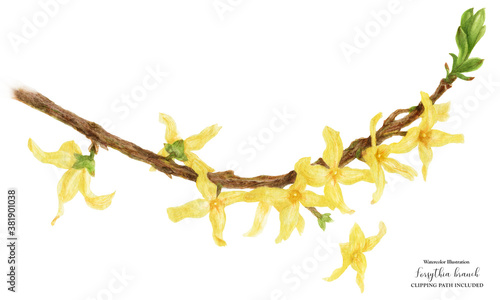 Tableau sur toile Blooming Forsythia Branch, botanical watercolor with clipping path