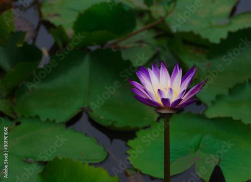 The purple-white lotus flower is in the pond and the lotus leaf is the background.