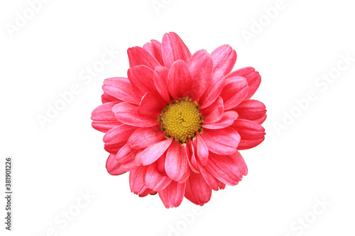 Red flower isolated on white background. Close-up. Top view.