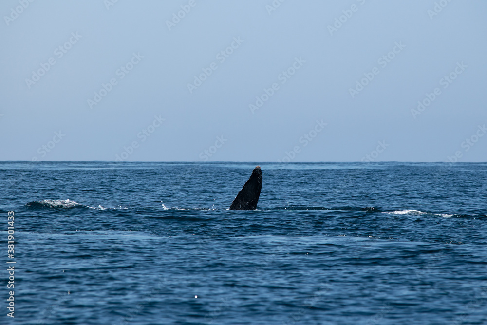 Fototapeta premium Mighty humpback whale above surface of the ocean. Scientific name: Megaptera novaeangliae. Natural habitat. Pacific ocean, Puerto Vallarta, Mex