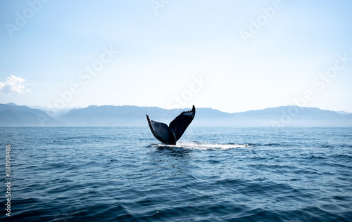 Tail fin of a humpback whale above surface of the ocean. Pacific ocean, Puerto Vallarta. Jal. México. © Paola Ocaranza 