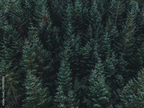 Pine Trees Seen From the Air in a Dense Forest
