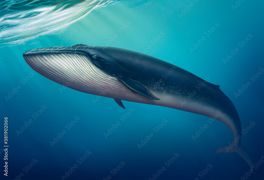 Fototapeta premium Blue whale great swims in the water art. Depth ocean background realistic illustration.