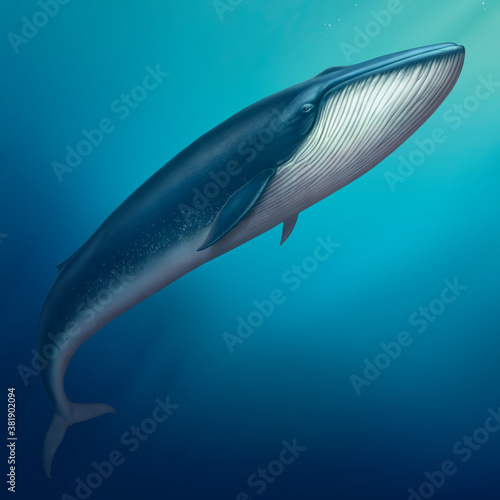 Blue whale great single swims deep in the ocean art. Depth ocean background realistic illustration.