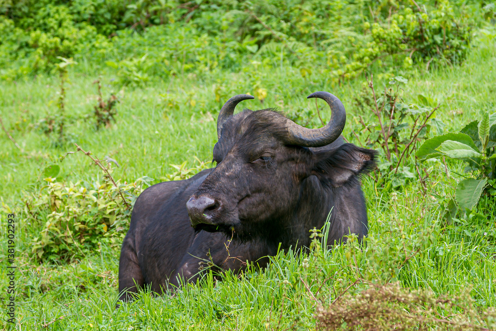 Ein Büffel liegt am Berghang zum Krater des Ngorongoro im Norden Tansanias