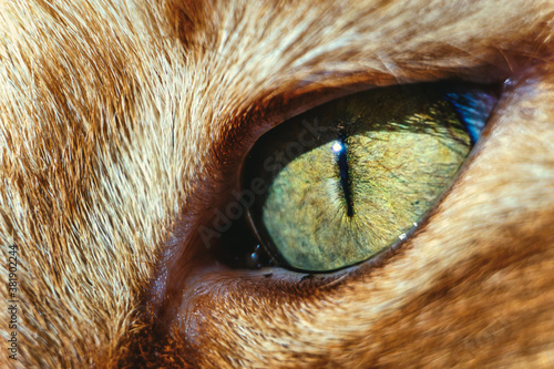 High detail macro of ginger cat green eye looking focused and purposeful in distance