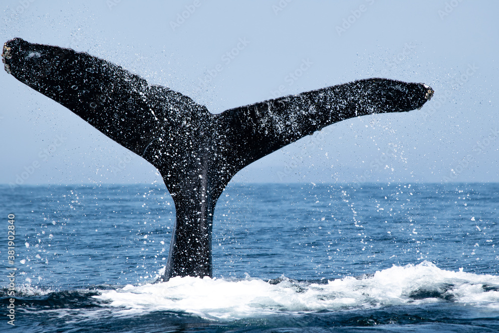 Obraz premium Tail fin of a humpback whale above surface of the ocean. Pacific ocean, Puerto Vallarta. Jal. México.