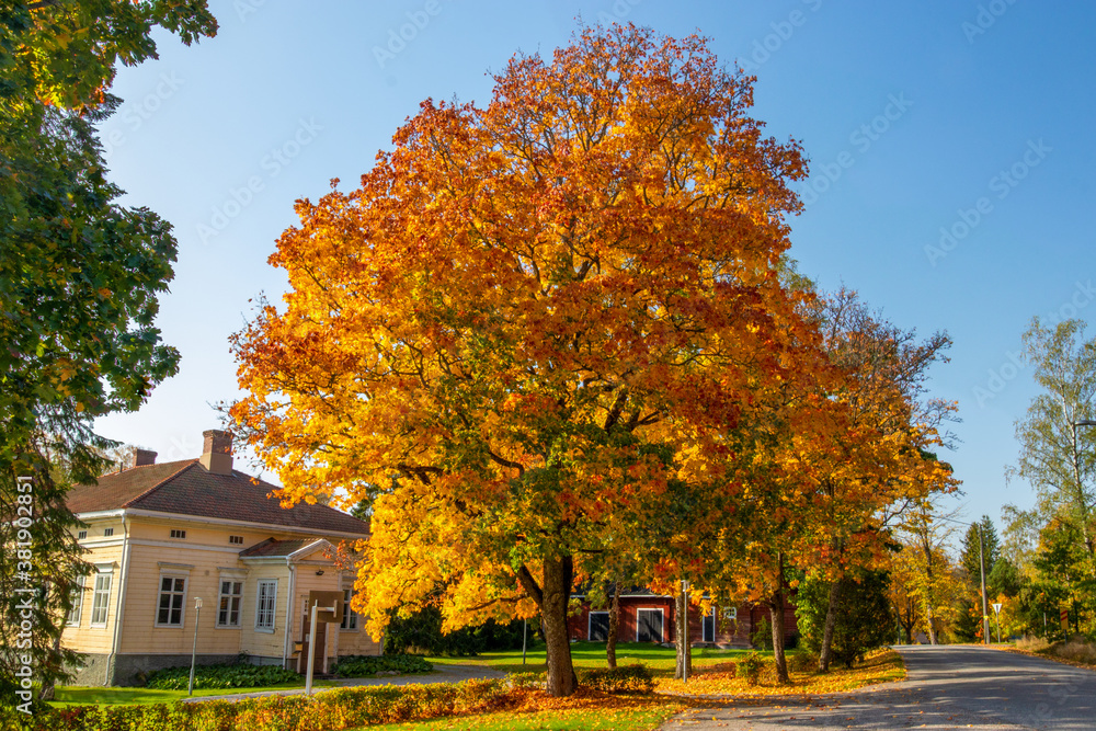 fall foliage tree with yellow building and blue sky 