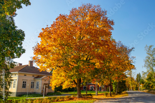 fall foliage tree with yellow building and blue sky 