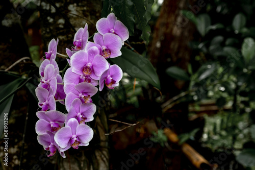 Beautiful Purple orchid flower blooming on the tree in Asia wild