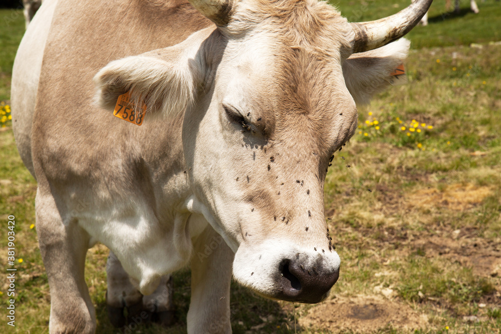 Close up of a white cow with many flies on its head