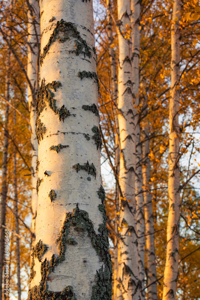 Fototapeta premium Birch tree and foliage in autumn colors