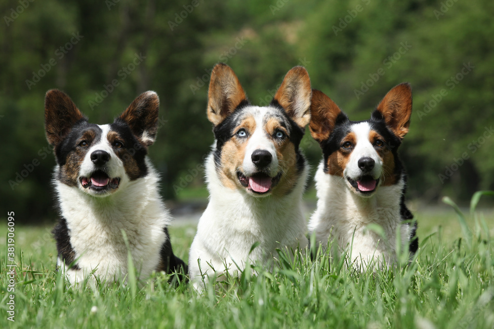 Band of Welsh Corgi Cardigan