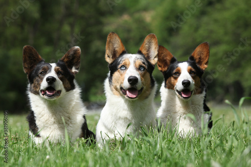 Band of Welsh Corgi Cardigan