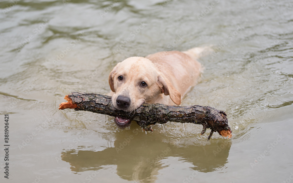 Labrador Retriever dog swims in the water and plays with a stick in his mouth Labrador Retriever dog swims in the water and plays with a stick in his mouth