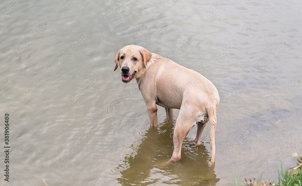 Labrador dog play in the water