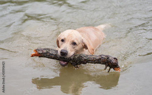 Labrador Retriever dog swims in the water and plays with a stick in his mouth