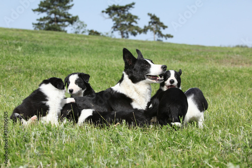 Border collie bitch with its pupies