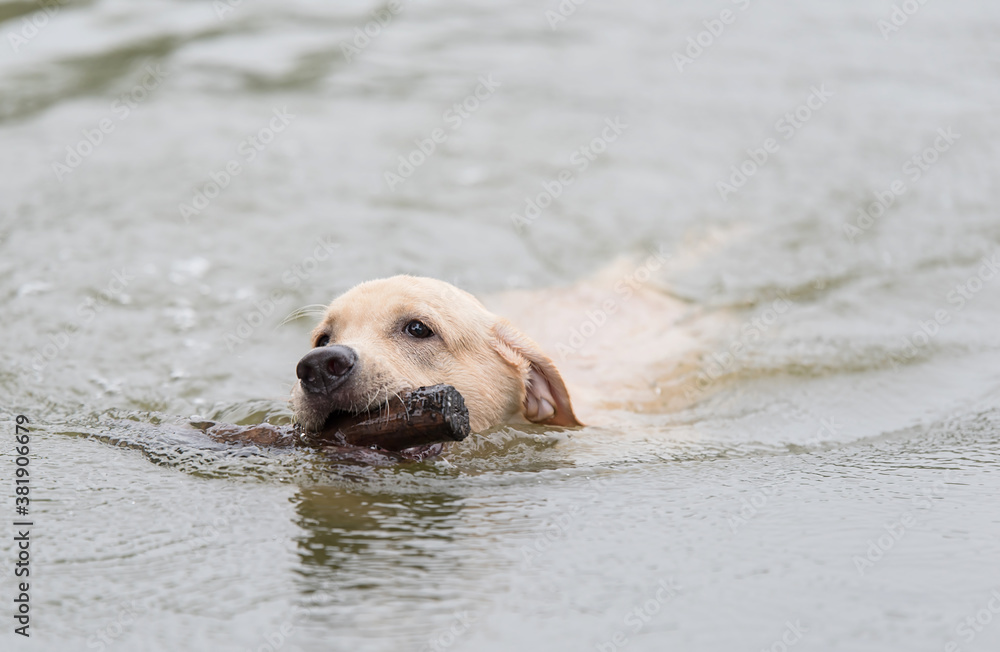 Labrador Retriever dog swims in the water and plays with a stick in his mouth