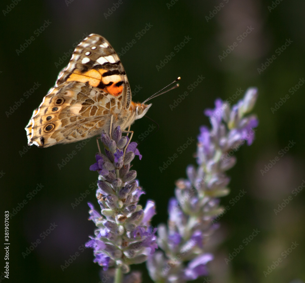 Fototapeta premium Painted lady butterfly (Vanessa cardui) sitting on a purple lavender 