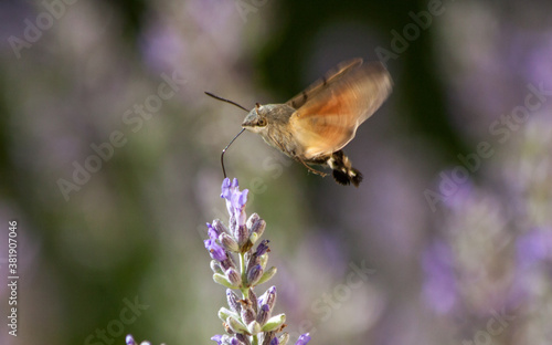 Hummingbird hawk-moth, feeding on a lavender flower. 