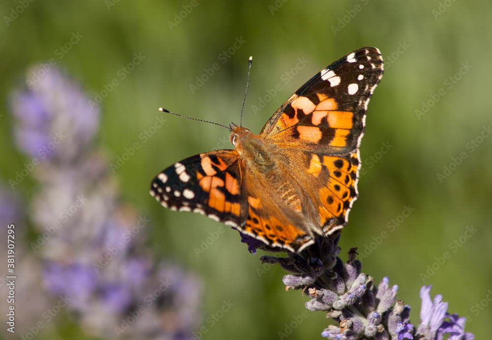 Obraz premium Painted lady butterfly (Vanessa cardui) sitting on a purple lavender 