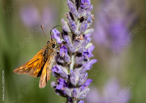 Small skipper butterfly (Thymelicus sylvestris) sitting on lavender flower 