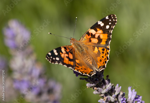 Painted lady butterfly (Vanessa cardui) sitting on a purple lavender  © Roel