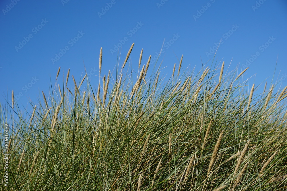 Strandhafer im Wind vor blauem Himmel