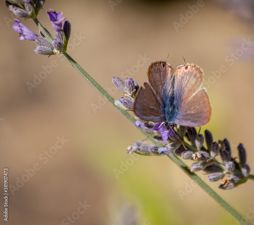 Pea blue or long-tailed blue (Lampides boeticus) butterfly with spread wings, sitting on a lavender flower. photo