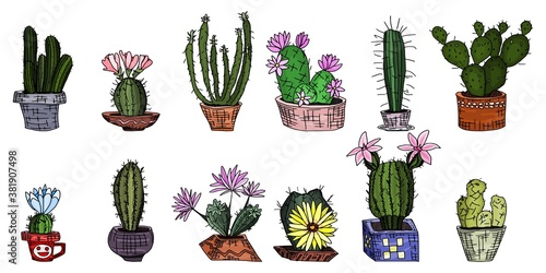 bright cacti in pots. greenhouse plants. doodle