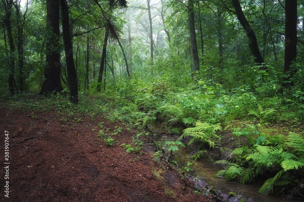 June dawn, a foggy morning in the forest, a stream among trees June dawn, a foggy morning in the forest, a stream among trees