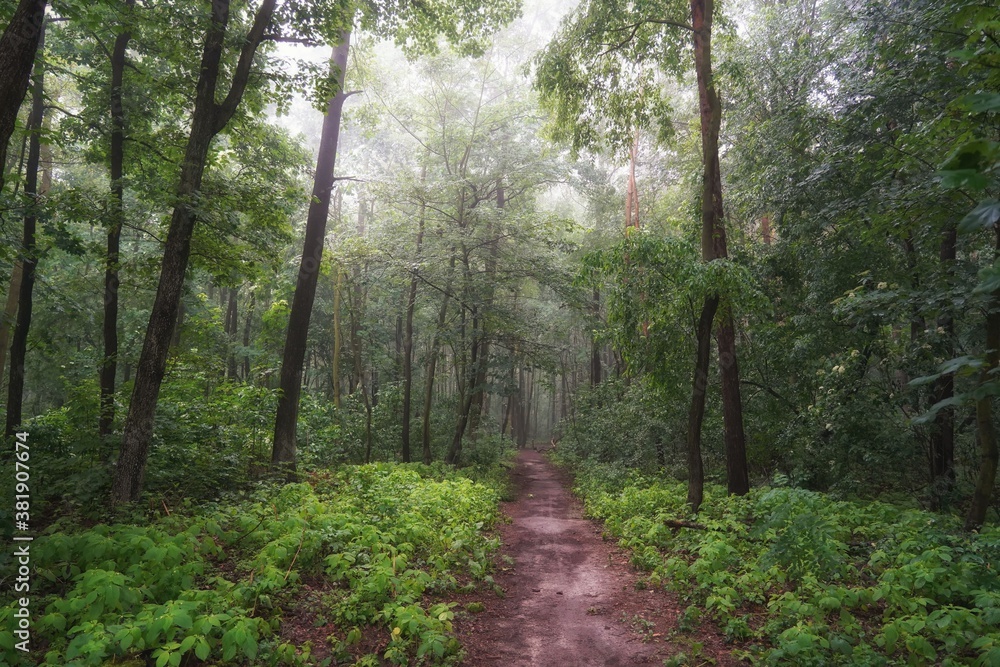 Naklejka premium June dawn, foggy morning in the forest, path among trees