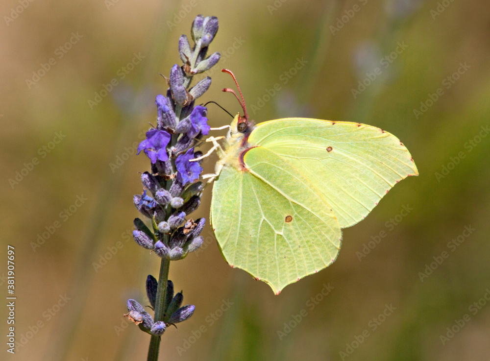 Yellow brimstobe butterfly feeding on a lavender flower. Yellow brimstobe butterfly feeding on a lavender flower.