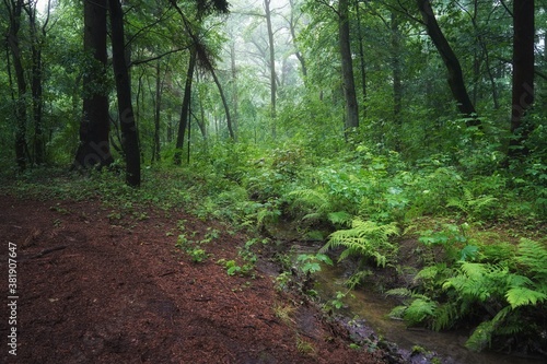 June dawn, a foggy morning in the forest, a stream among trees