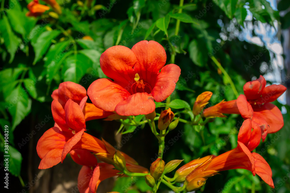 Close up of red climber flower campsis also known as trumpet creeper and trumpet vine flower. Horizontal stock image. Close up of red climber flower campsis also known as trumpet creeper and trumpet vine flower. Horizontal stock image.