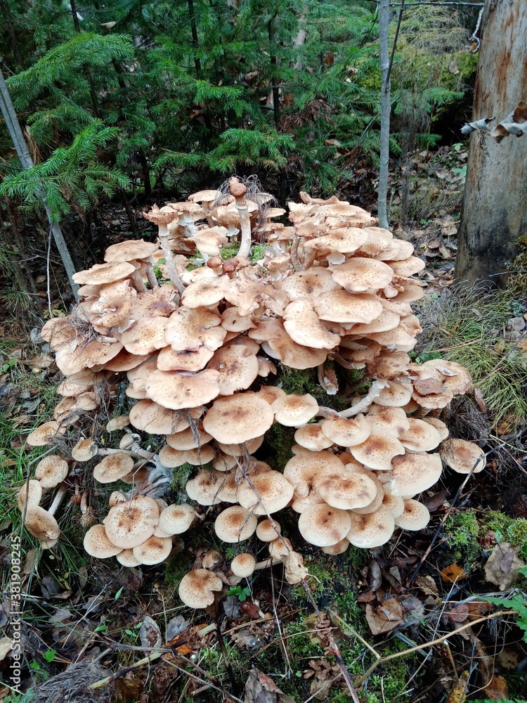 mushrooms in the forest