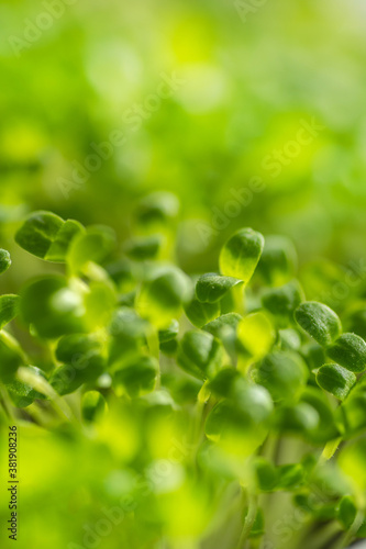 Fresh young leaves of microgreen. Microgreen sprouts close-up.