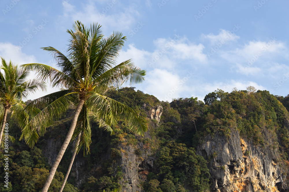 tree-covered mountains, in the foreground of palm trees, in the background blue sky with clouds tree-covered mountains, in the foreground of palm trees, in the background blue sky with clouds