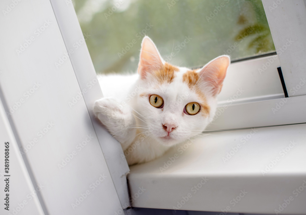 White cat lying on the windowsill on the balcony
White cat lying on the windowsill on the balcony