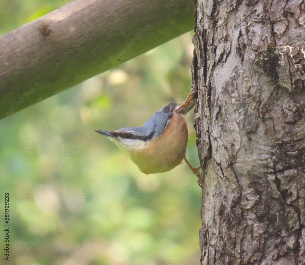 Perching Position Eurasian nuthatch (Sitta europaea) perching and posing on a beautiful ...