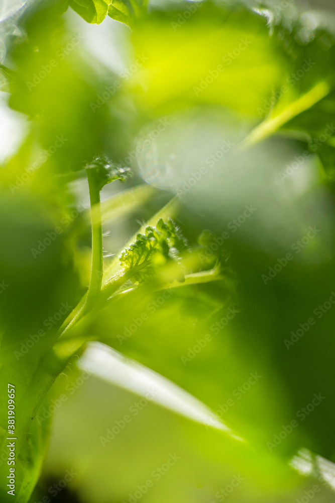 Fresh mint leaf background. Microgreen leaves. Fresh mint leaf background. Microgreen leaves.