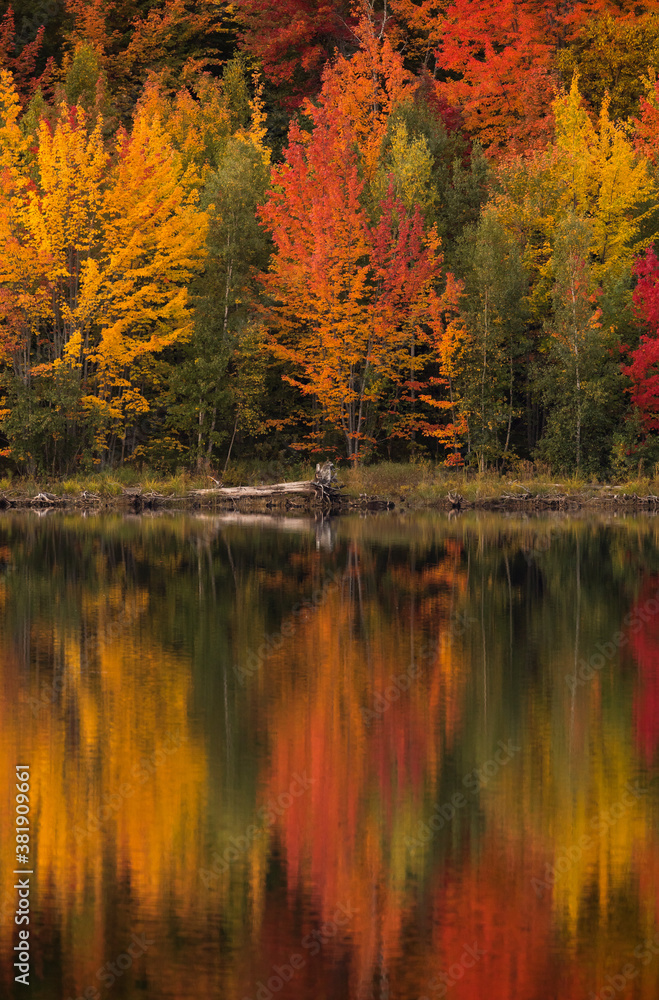 Obraz premium Autumn Colours