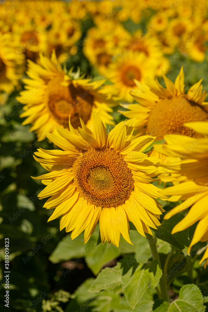 Beautiful sunflowers. A field with sunflowers. Beautiful sunflowers. A field with sunflowers.