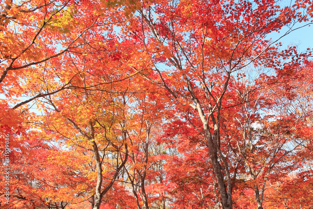 紅葉