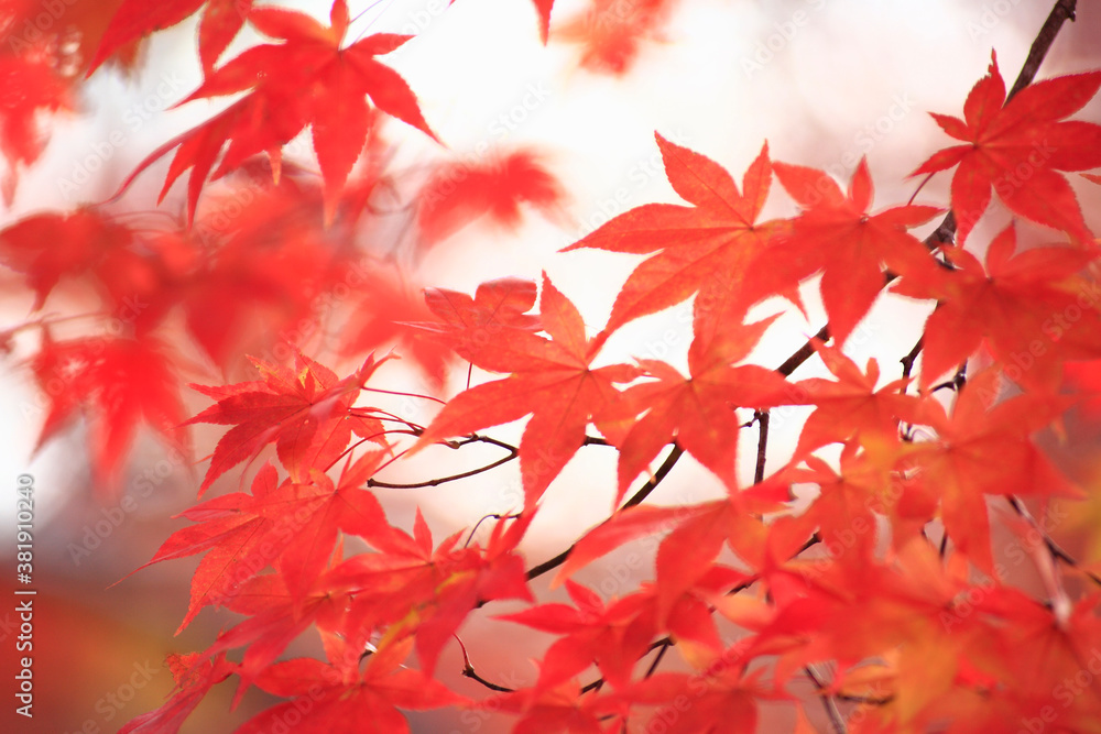紅葉