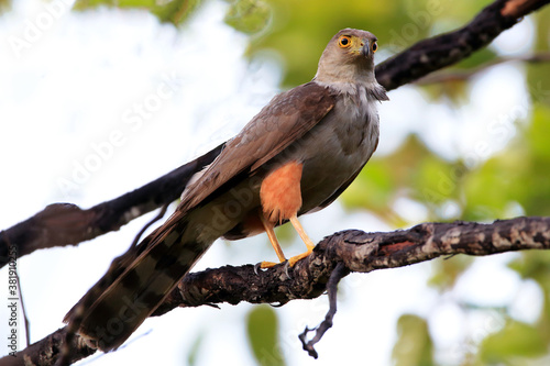 Bicolored Hawk (Accipiter bicolor) perched on a branch on a dirty and blurred background