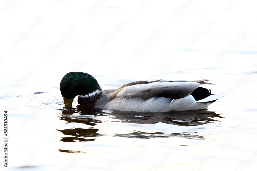 Fototapeta premium Several ducks swim in a pond with clear calm water, ducks and adult ducklings, duck flock, aquatic plants, natural habitat, summer day, sunny weather, water reflections, plumage, beak, swim together